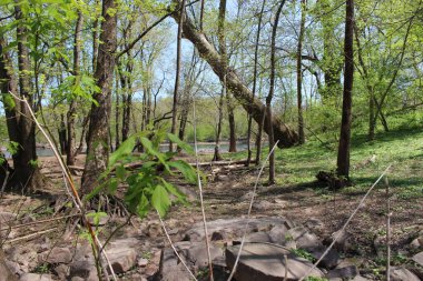 Philadelphia ve Banliyöler Washington kavşağı ve Yeni Umut Bomans Tepesi Kulesi ve çiçek rezervi