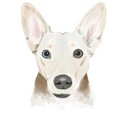 Kare biçiminde illüstrasyon. Bir evcil hayvan portresi, çok renkli gözleri, büyük kulakları ve beyaz bir arka planda anlamlı bir bakışı olan sevimli bir köpek.