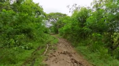 Fabaceae ağaçlarıyla çevrili çamurlu orman kırsal yolu, güzel kırmızı toprak yol manzarası. 4K Video