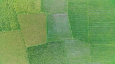 Çeltik tarlasında ekilen tarlaların havadan görünüşü. 4K Drone Video arkaplanı için doğal doku