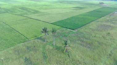 Yeşil pirinç tarlalarının ortasındaki üç eşsiz hindistan cevizi ağacının havadan görünüşü. Spiral Video Drone 4K