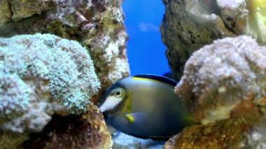 Akvaryumdaki renkli balıkların sualtı görüntüsü