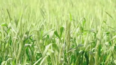 Sabah yeşil buğday tarlası