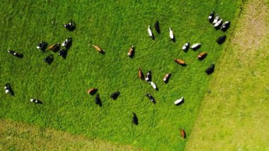 Yeşil çimlerin havadan görünüşü ve çiftlikte bir sürü inek var..