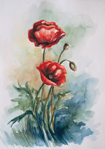Güzel kırmızı gelincik çiçeği. Suluboya resim çizimi.