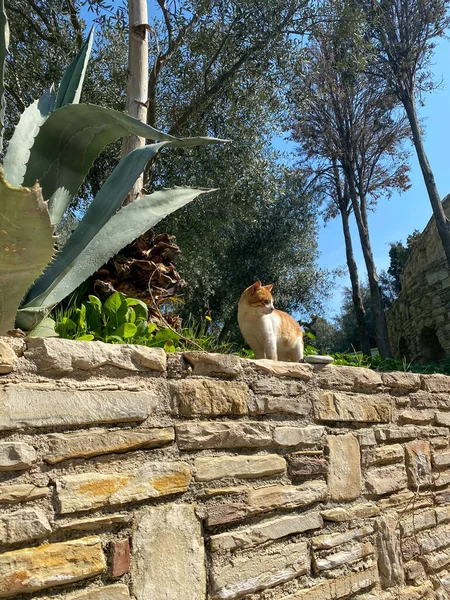 Kusadasi şehrinin kırmızı sokak kedisi