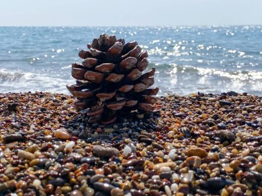 Çam kozalağı suyun arka planında küçük çakıl taşları üzerinde