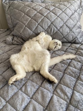 Yatakta yatan İskoç kedisi