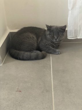 İskoç kedi yavrusu yerde yatıyor