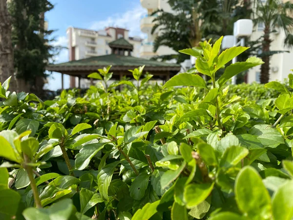 Succosa Gelatina Fogliame Sullo Sfondo Del Gazebo — Foto Stock