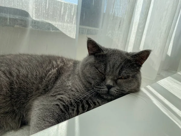 Sleeping Scottish Cat Floor — Stock Photo, Image