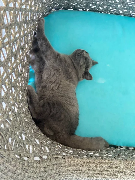 Chaton Écossais Trouve Dans Une Chaise — Photo