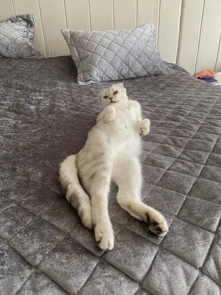 Scottish Fold Cat Lying Bed — Stock Photo, Image