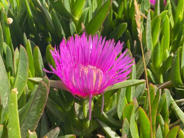 Yeşilliklerin arasında güzel mor çiçek