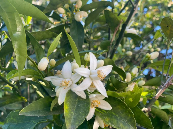 Beautiful white flowers of an orange tree.