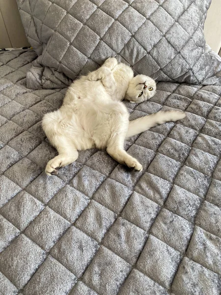 Шотландський Кіт Лежить Ліжку — стокове фото