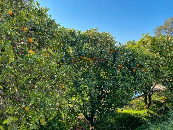 Laranjeiras Com Laranjas Maduras — Fotografia de Stock