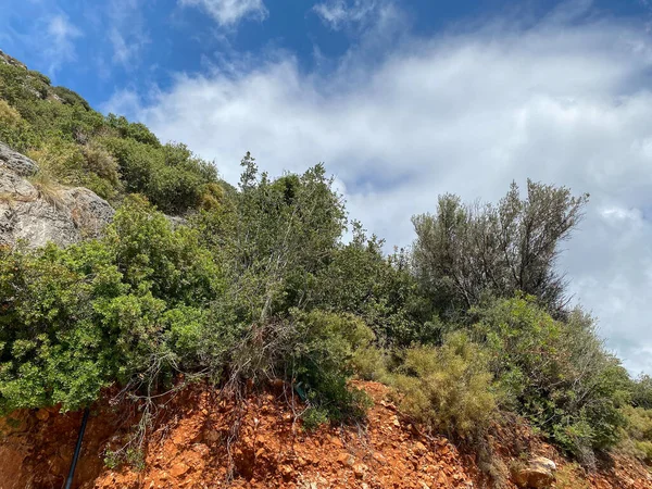 Dağdaki çeşitli bitkiler