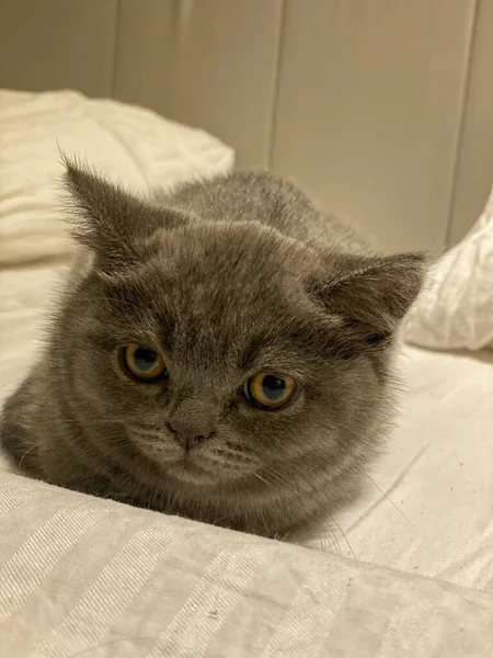 İskoç kedi yavrusu yatağa uzanıyor.