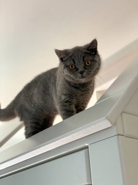 İskoç kedi yavrusu dolaba tırmanıyor.