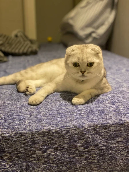 Yatakta yatan İskoç kedisi