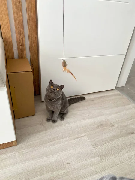 Gato Britânico Brincando Com Brinquedo — Fotografia de Stock