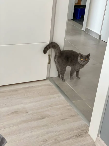 İngiliz kedisi kapıda sahibini bekliyor.