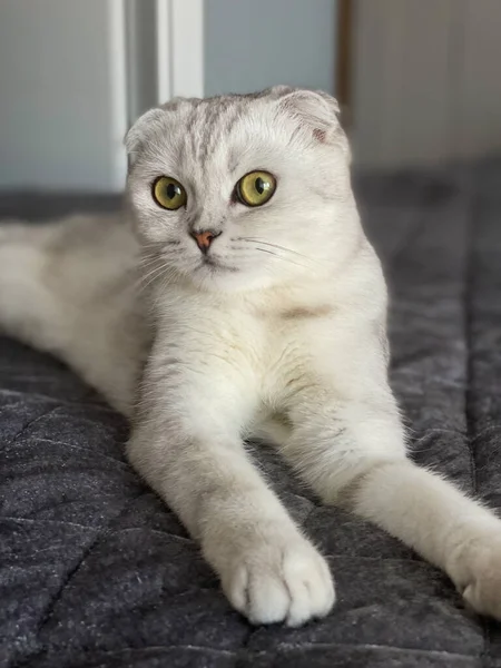 Escocês Gato Dobrar Deitado Cama — Fotografia de Stock