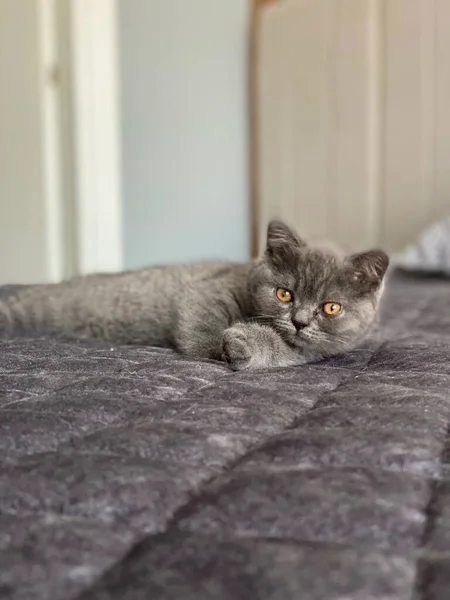 Gato Escocês Deitado Cama — Fotografia de Stock