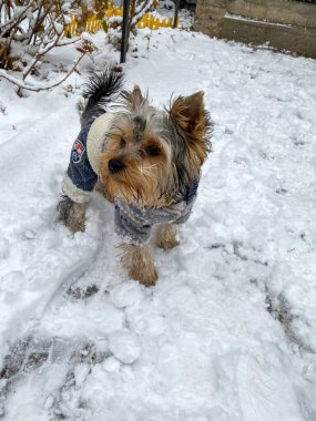 Karda Yorkshire Teriyeri, kışlık giysiler içinde.