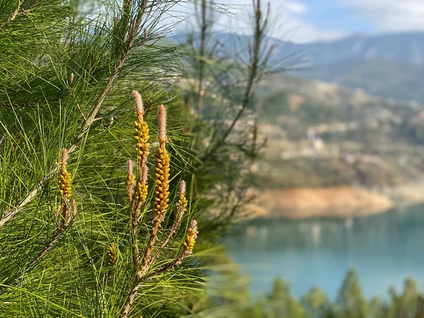 Gölün arka planında çam dalları