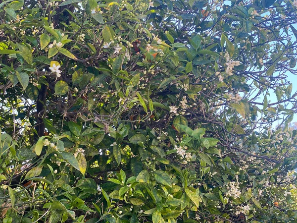 Alanya 'da çiçek açan portakal ağaçları