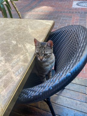 Bir kafede sandalyede oturan sokak kedisi