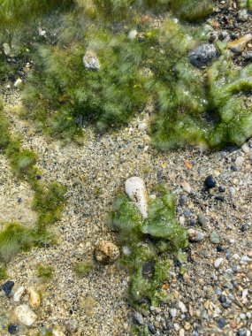 Deniz salyangozu. Fotoğraf Alanya sahilinde çekildi.