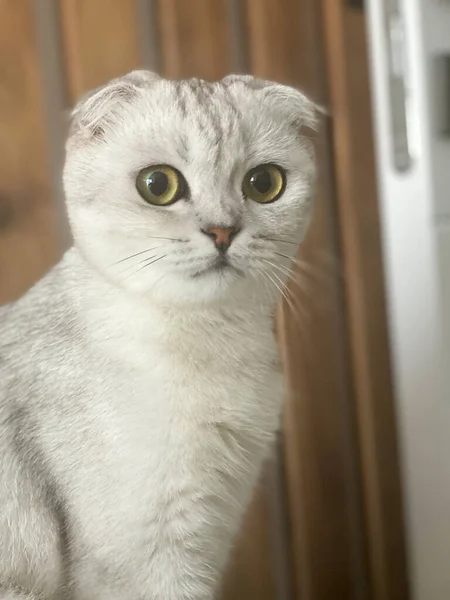 Mermer renkli İskoç kedisi.