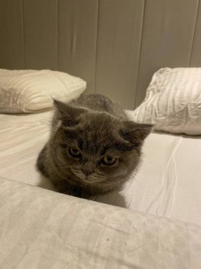 İngiliz kedi yavrusu yatakta yatıyor.