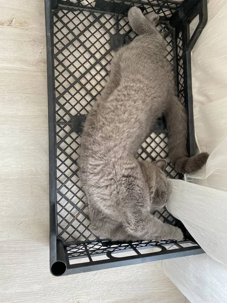 British Cat Sleeps Vegetable Crates — Stock Photo, Image