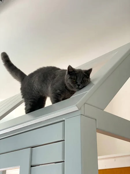 Gato Britânico Telhado Casa Das Crianças — Fotografia de Stock