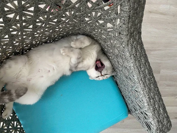 Bâillement Écossais Chat Couché Sur Une Chaise — Photo