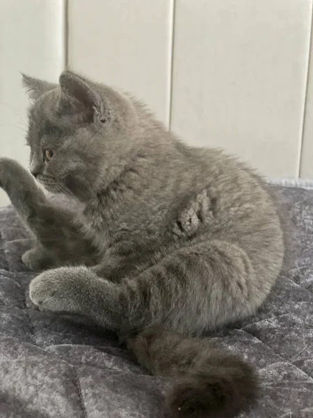 Ngiliz Kedi Yavrusu Yatakta Yalanıyor — Stok fotoğraf
