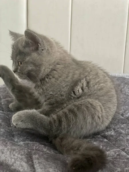 British Kitten Licks Bed — Stock Photo, Image