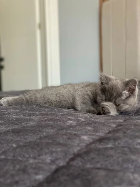 Gatinho Britânico Encontra Cama — Fotografia de Stock