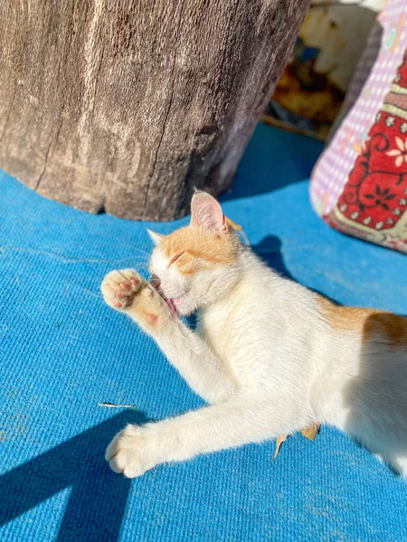 Gatto Strada Giace Accanto Noi Sul Tapchin — Foto Stock