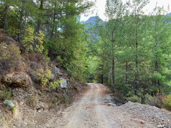 Ağaçların arasındaki dağ yolu. Alanya dağlarında yürü