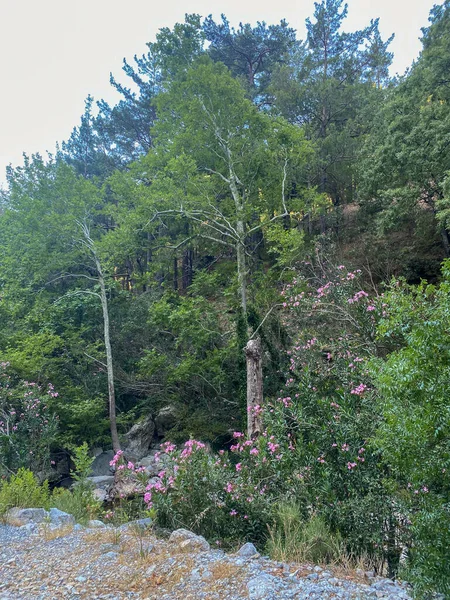 Bosque Denso Arbusto Floreciente Con Flores Rosadas — Foto de Stock