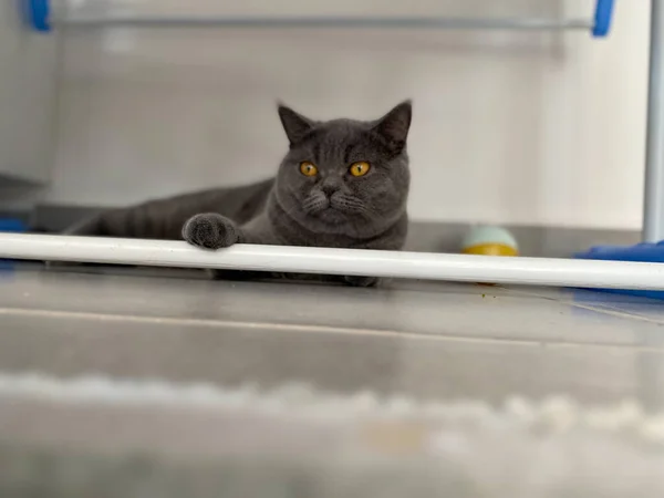 British Cat Lies Floor — Stock Photo, Image