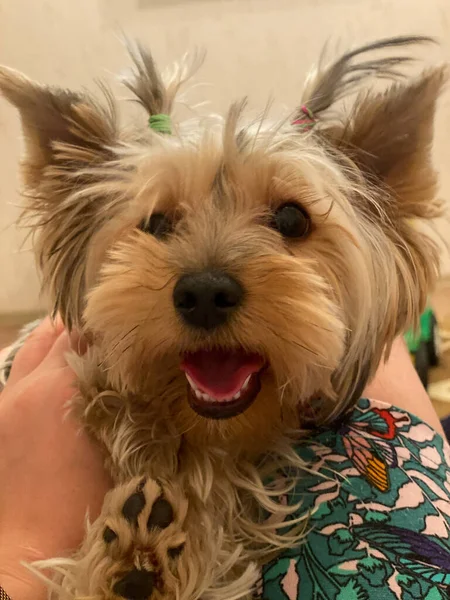 Yorkshire Terrier Sits Owner Legs — Stock Photo, Image