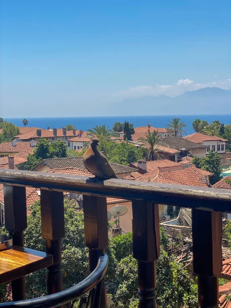 Bir kuş kiremitli çatılara ve denizlere tepeden bakan bir korkulukta oturur.