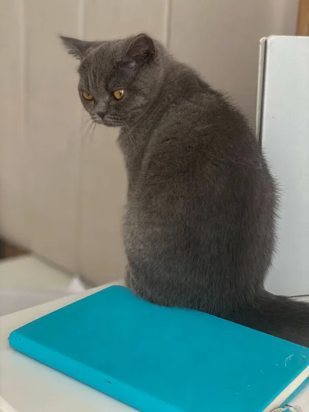 Chat Britannique Assis Sur Une Table Côté Journal Bleu — Photo