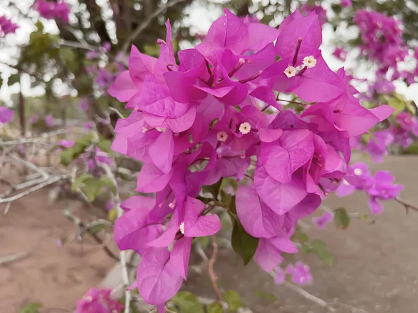 Bahçedeki güzel pembe çiçekler
